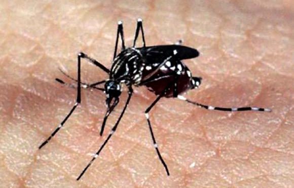 Mato Grosso do Sul registra 5.754 casos confirmados de dengue em 2024
