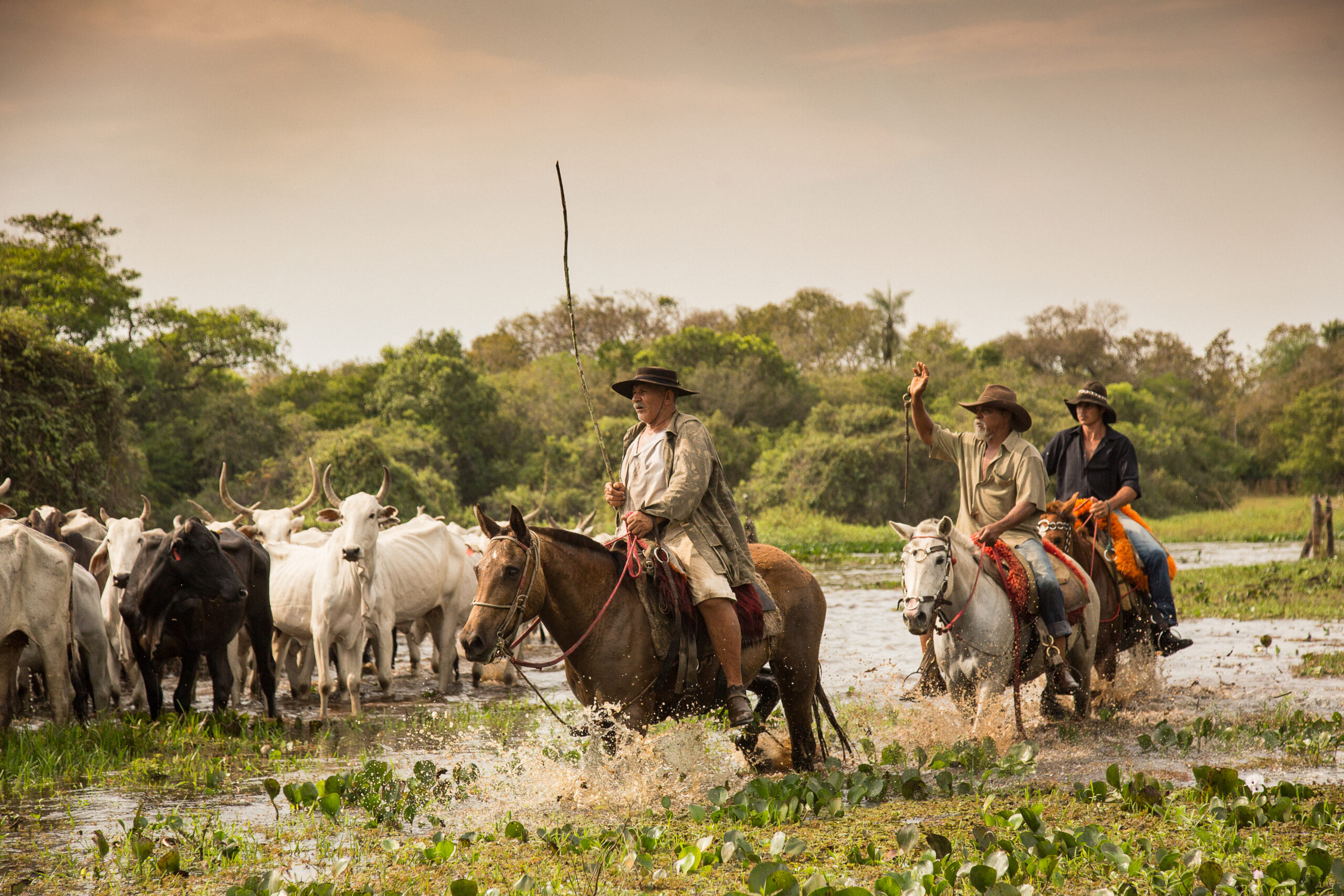 Cavalo Pantaneiro - Raça se adaptou ao Pantanal - MS Por Favor