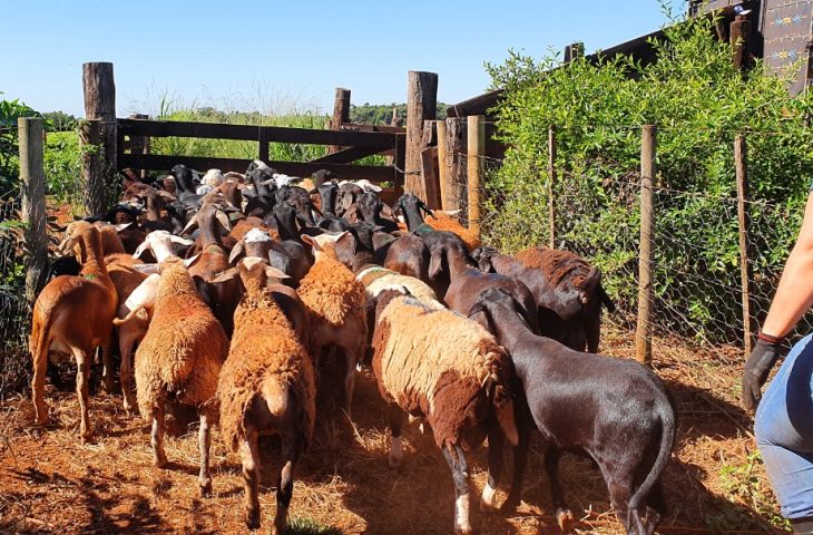 Sem multas: produtores de ovinos e caprinos terão prazo de um ano para regularizar rebanhos junto a Iagro